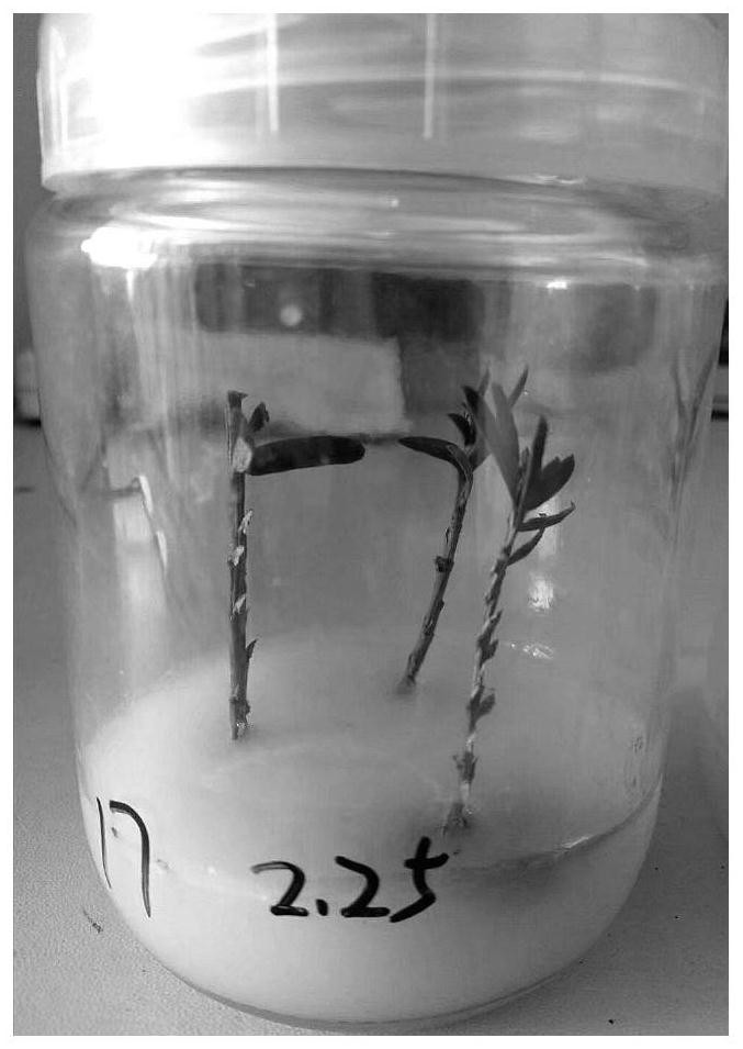 Method for improving rooting rate of taxus media tissue culture seedlings