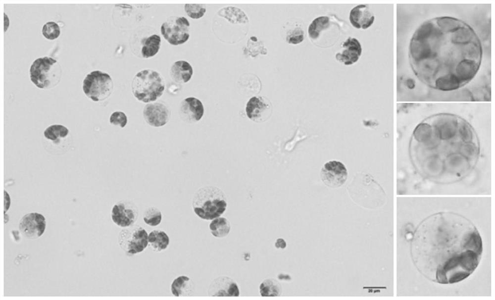 Rapid and efficient cymbopogon citratus protoplast preparation method