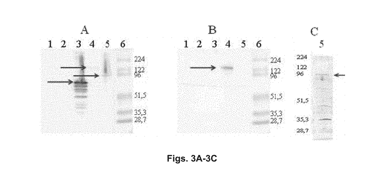 Chimeric molecule useful in immunotherapy for leishmaniasis, which includes a fragment of the pfr1 protein of leishmania infantum with specific immunodominant epitopes