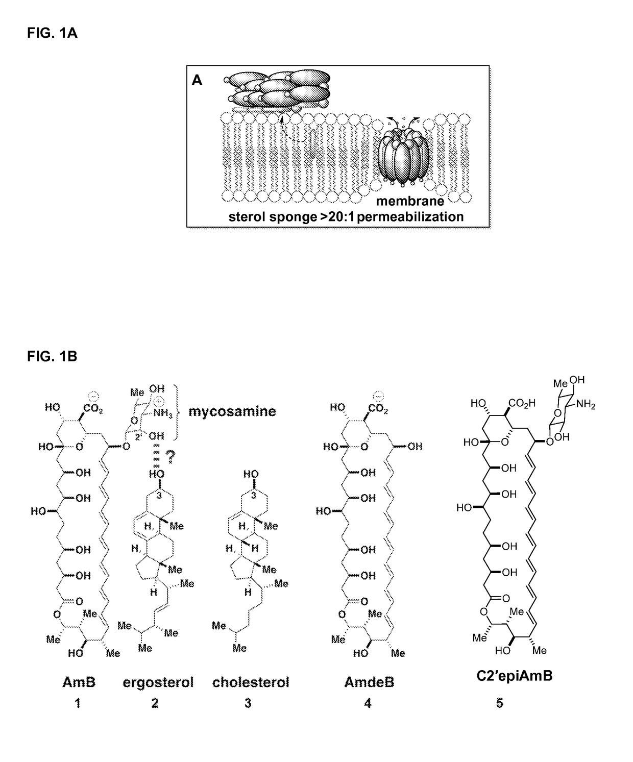 Amphotericin B derivative with reduced toxicity