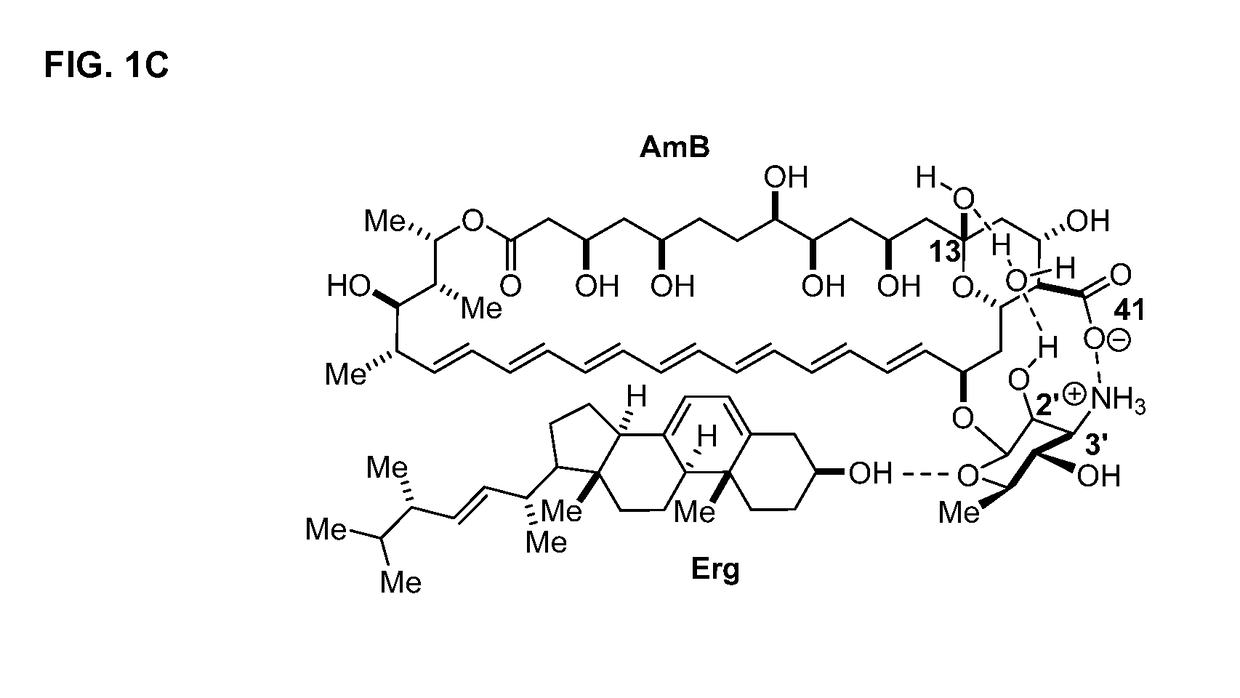 Amphotericin B derivative with reduced toxicity