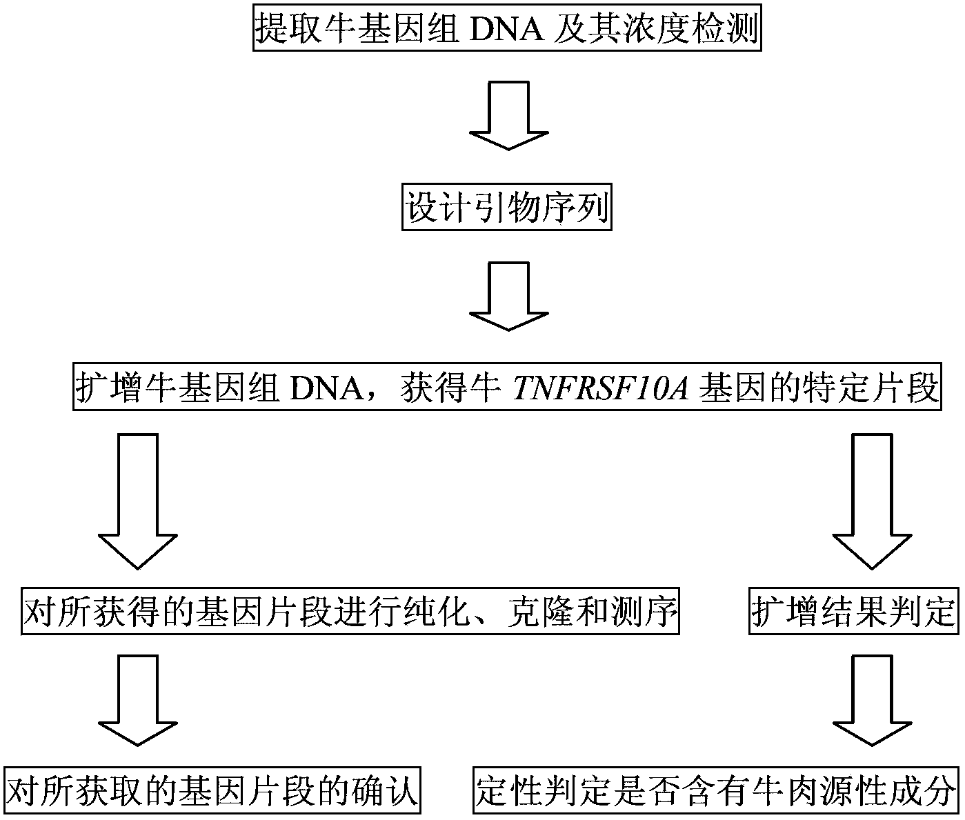 Molecular identification kit of meat product made of beef and application of molecular identification kit