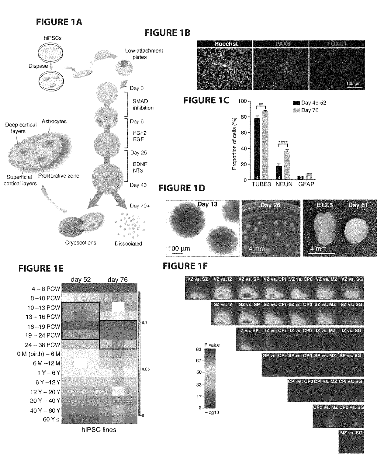 Functional astrocytes and cortical neurons from induced pluripotent stem cells and methods of use thereof