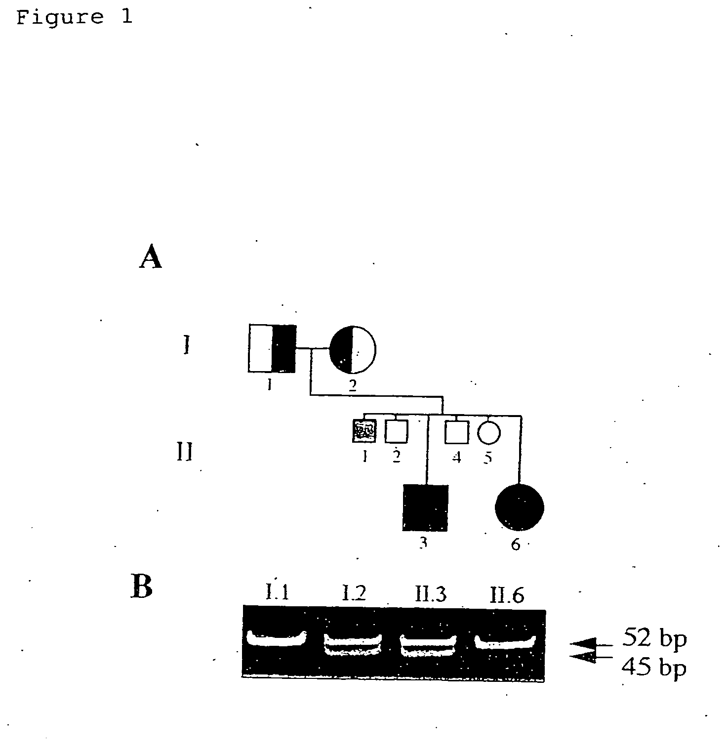 Gene causative of Rothmund-Thomson syndrome and gene product