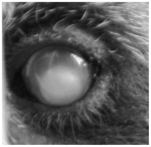 Application of substance for detecting HSF4 gene mutation in diagnosis of cataract in giant pandas