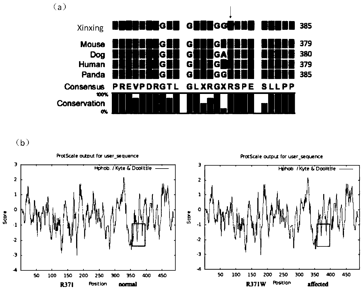 Application of substance for detecting HSF4 gene mutation in diagnosis of cataract in giant pandas