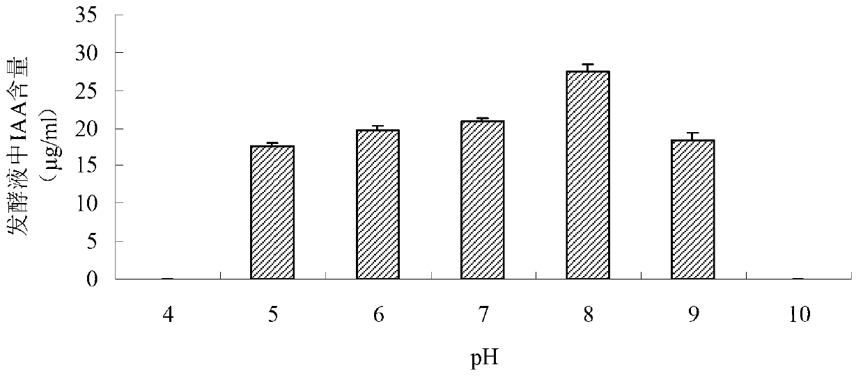 Bacillus megaterium and application thereof