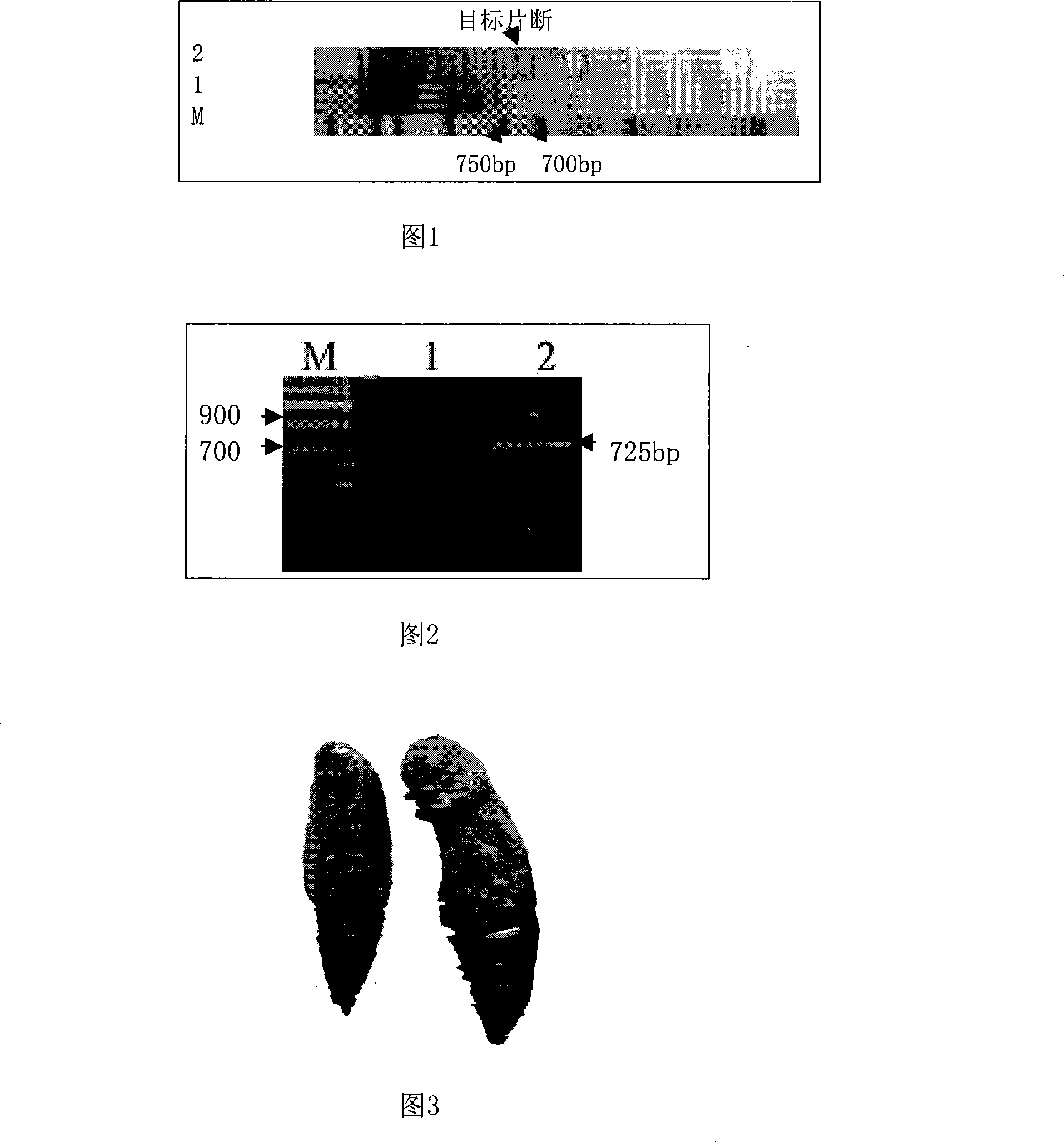 Lepidoptera pest ground substance metalloprotein gene mmp and application thereof