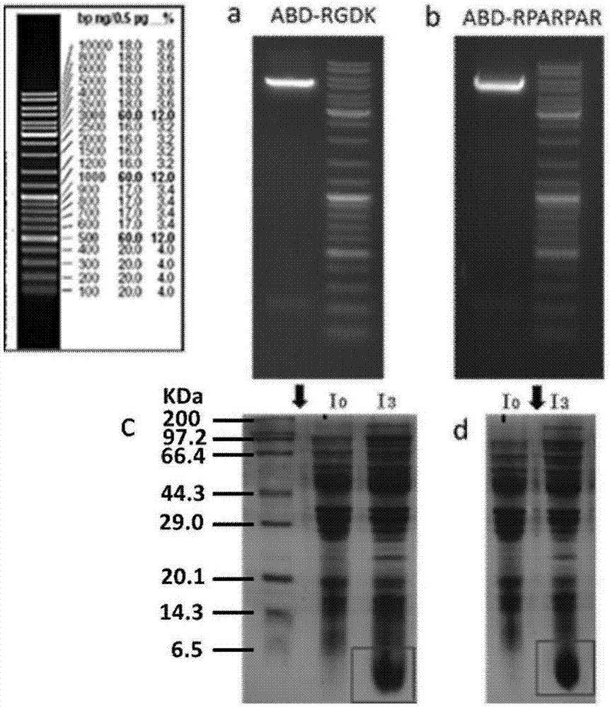 Tumor targeting polypeptide-medicine coupling derivative, and preparation method and application thereof