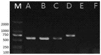 Multiple PCR (Polymerase Chain Reaction) primer groups and detection method for synchronously detecting four pathogenic bacteria of siluriformes fish