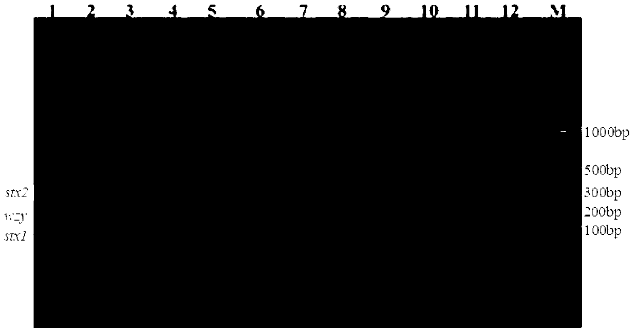 Multiplex PCR detection method and kit for Shiga toxin-producing Escherichia coli and application thereof