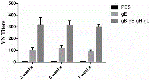 Varicella-zoster virus gB-gE-gH-gL fusion protein, genetic engineering subunit vaccine and preparation methods