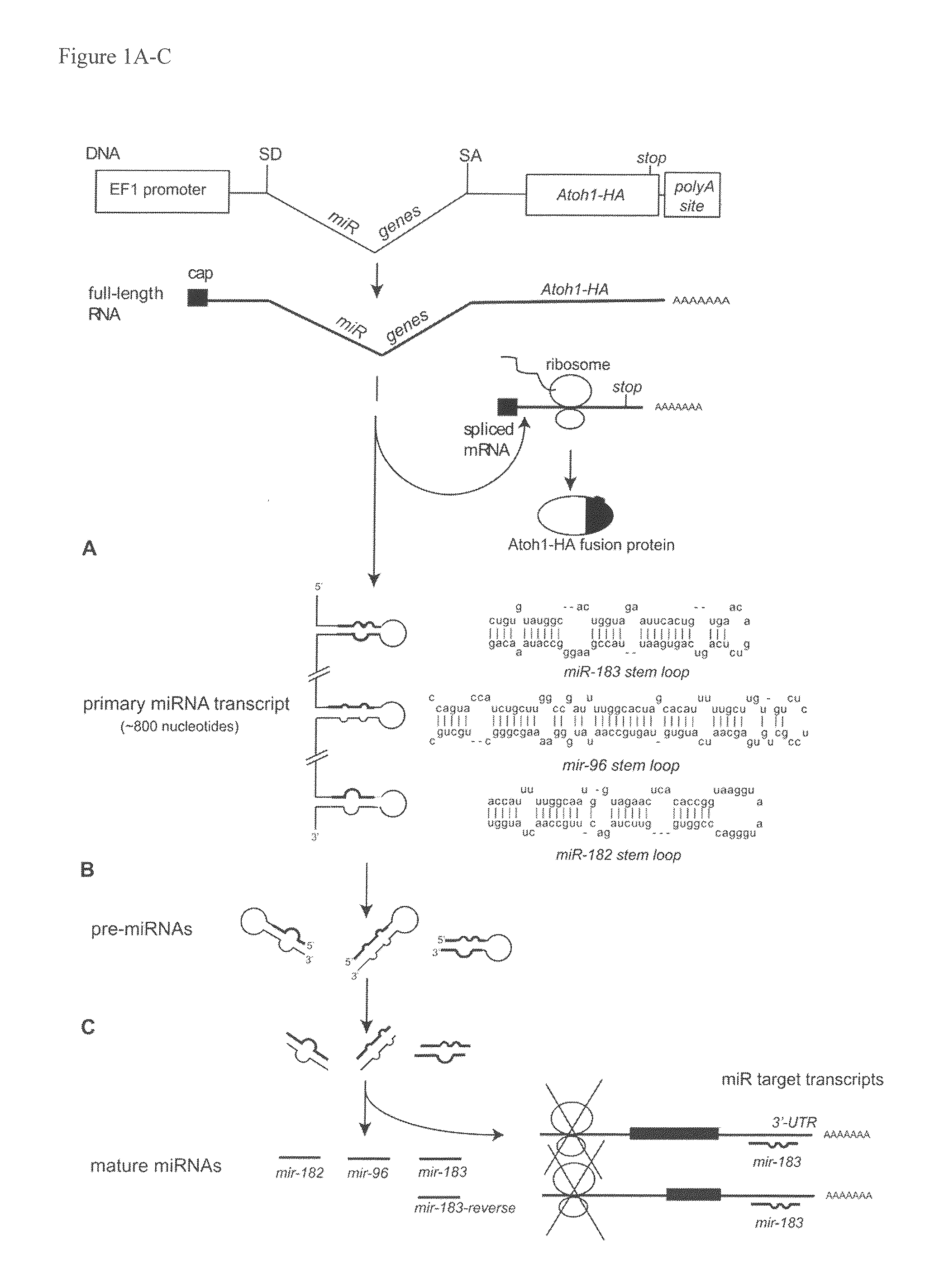 BICISTRONIC GENE TRANSFER TOOLS FOR DELIVERY OF miRNAS AND PROTEIN CODING SEQUENCES