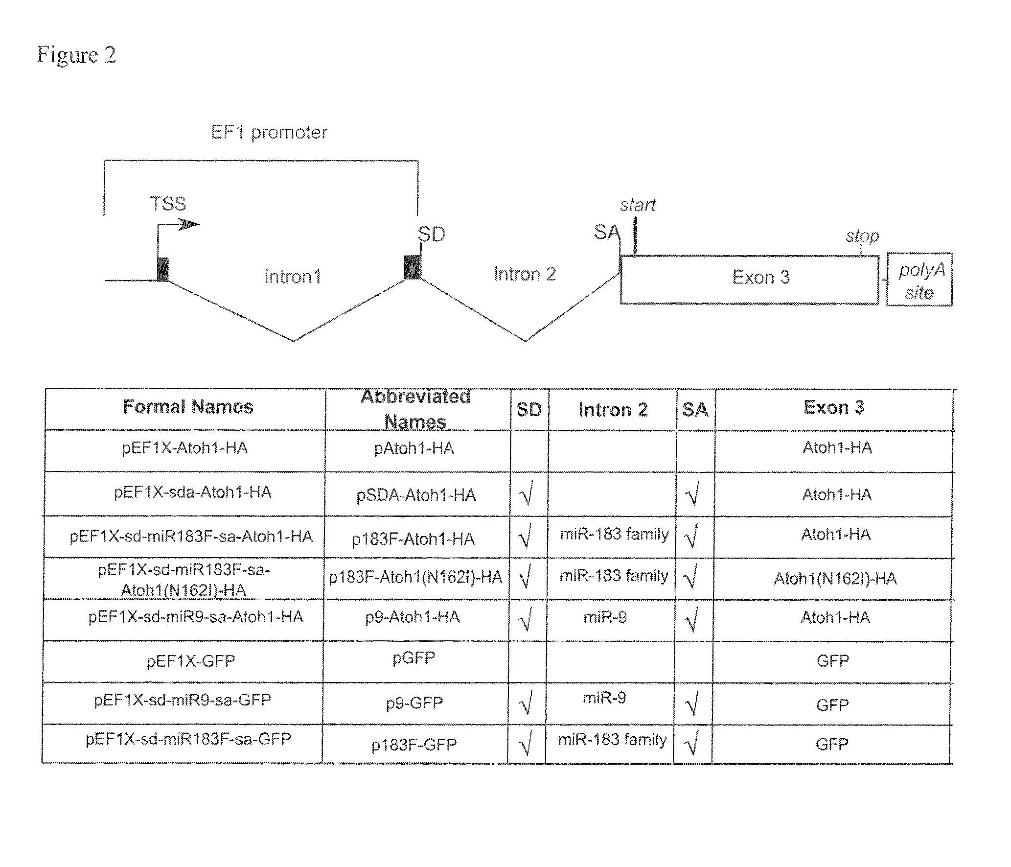 BICISTRONIC GENE TRANSFER TOOLS FOR DELIVERY OF miRNAS AND PROTEIN CODING SEQUENCES