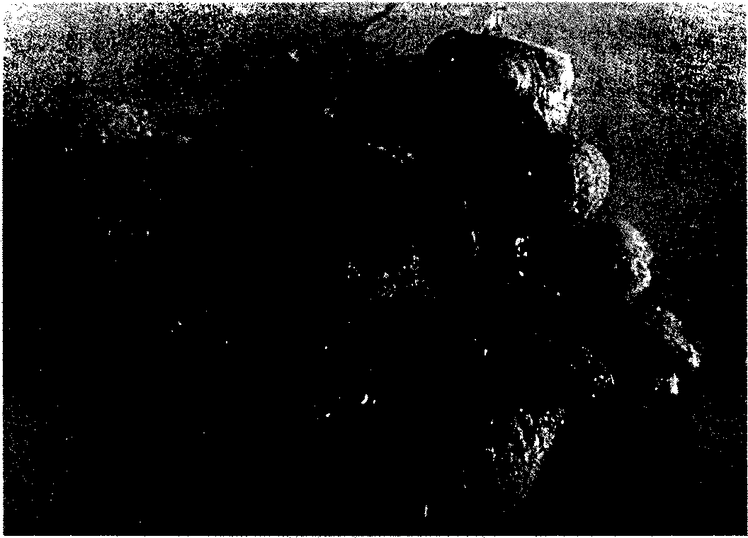 Bacterial agent for bioremediation of oil-polluted water area and preparation method