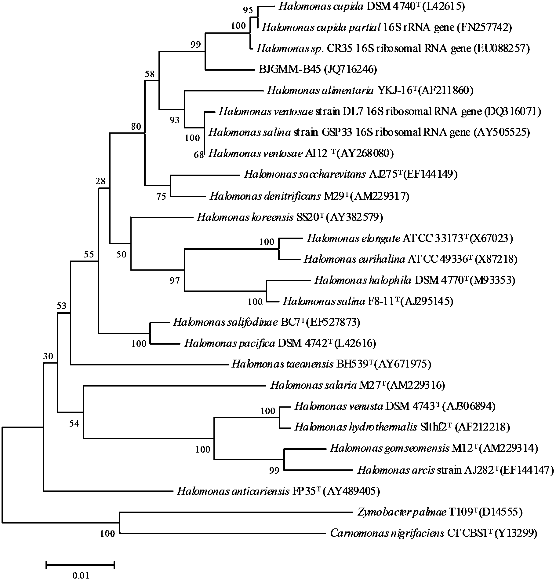 Halomonas huanghegensis BJGMM-B45 and application thereof