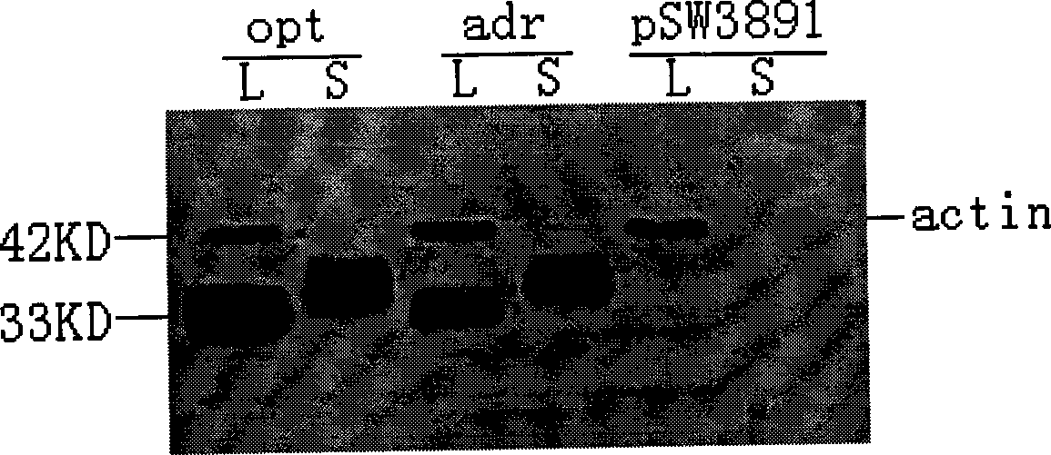 Hepatitis B nucleic acid vaccine with optimized codon