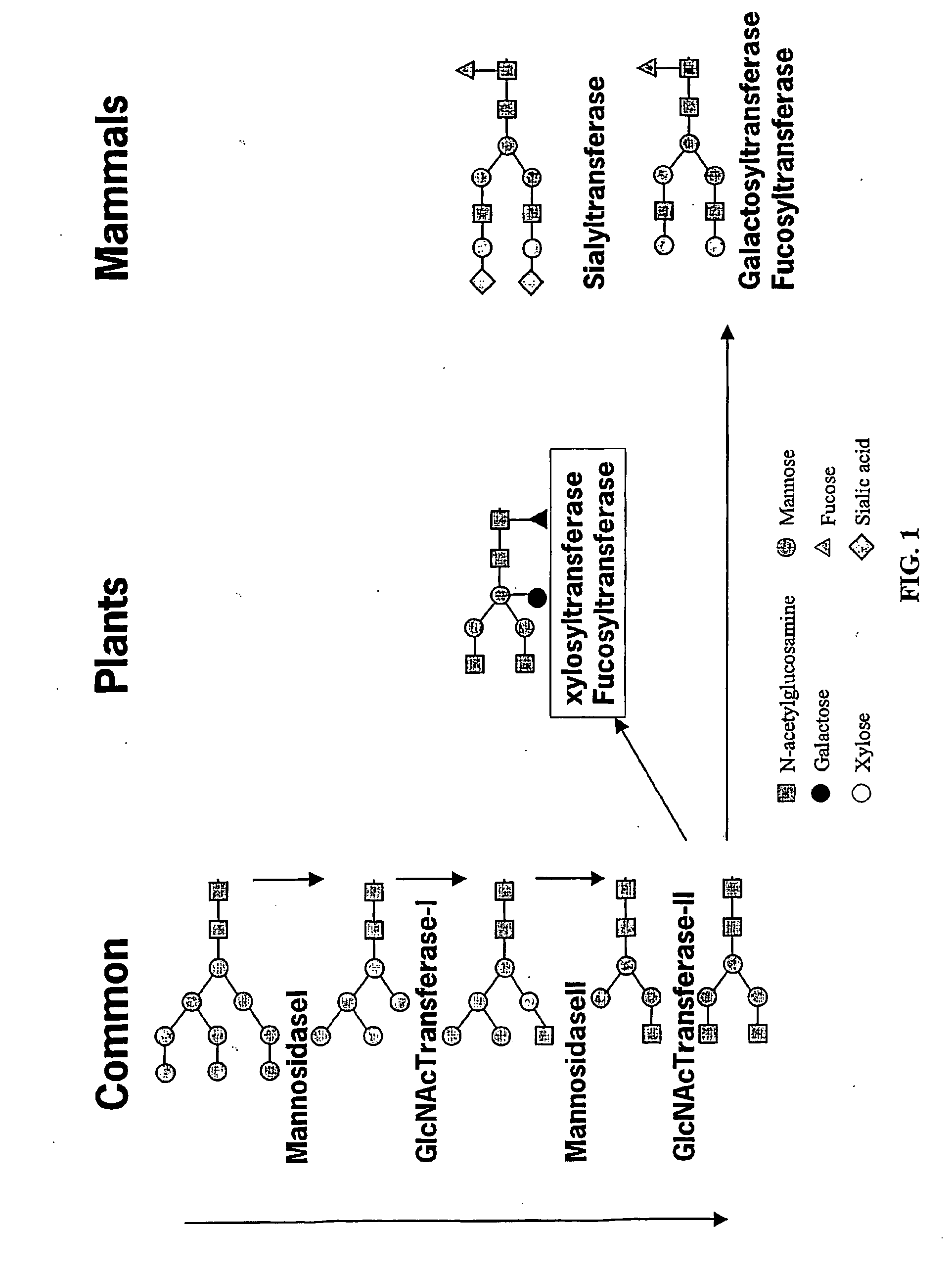 Optimizing glycan processing in plants