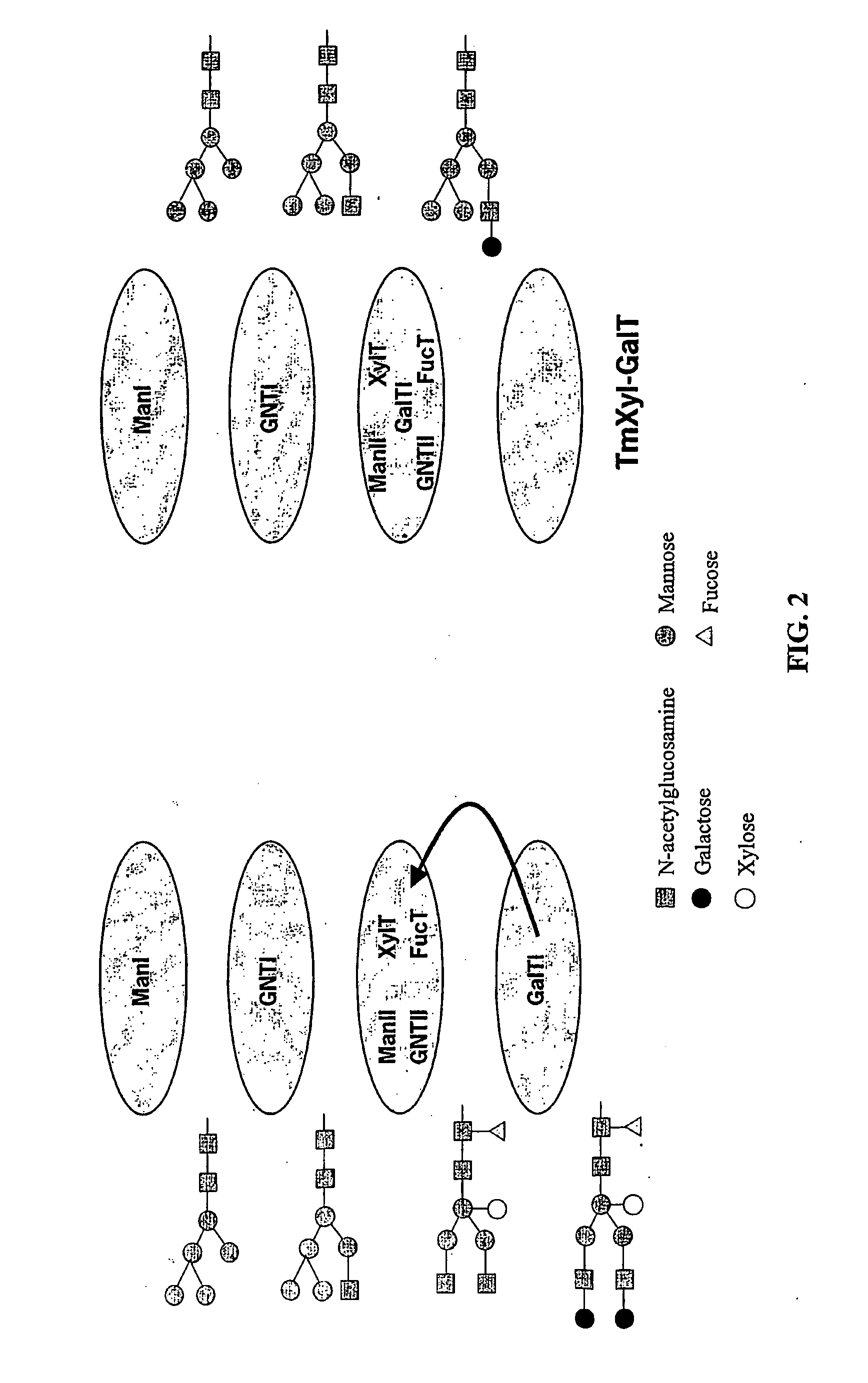 Optimizing glycan processing in plants