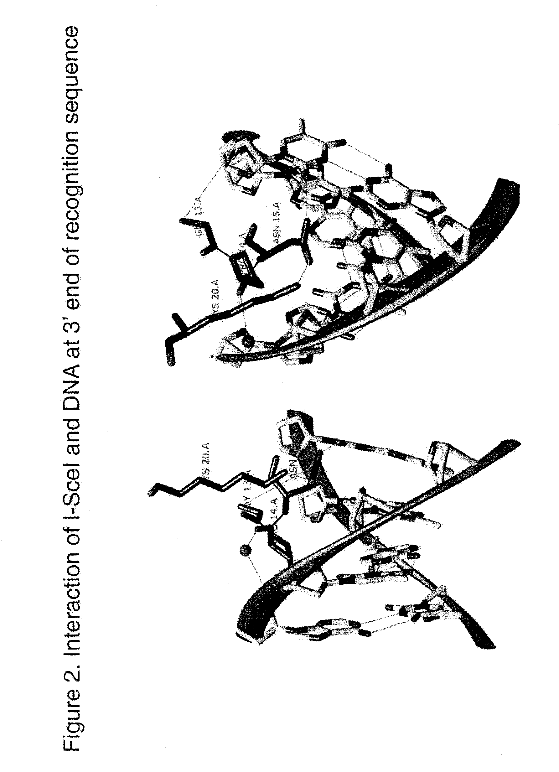 Compositions and Methods for Inhibiting Endogenous Immunoglobulin Genes and Producing Transgenic Human Idiotype Antibodies