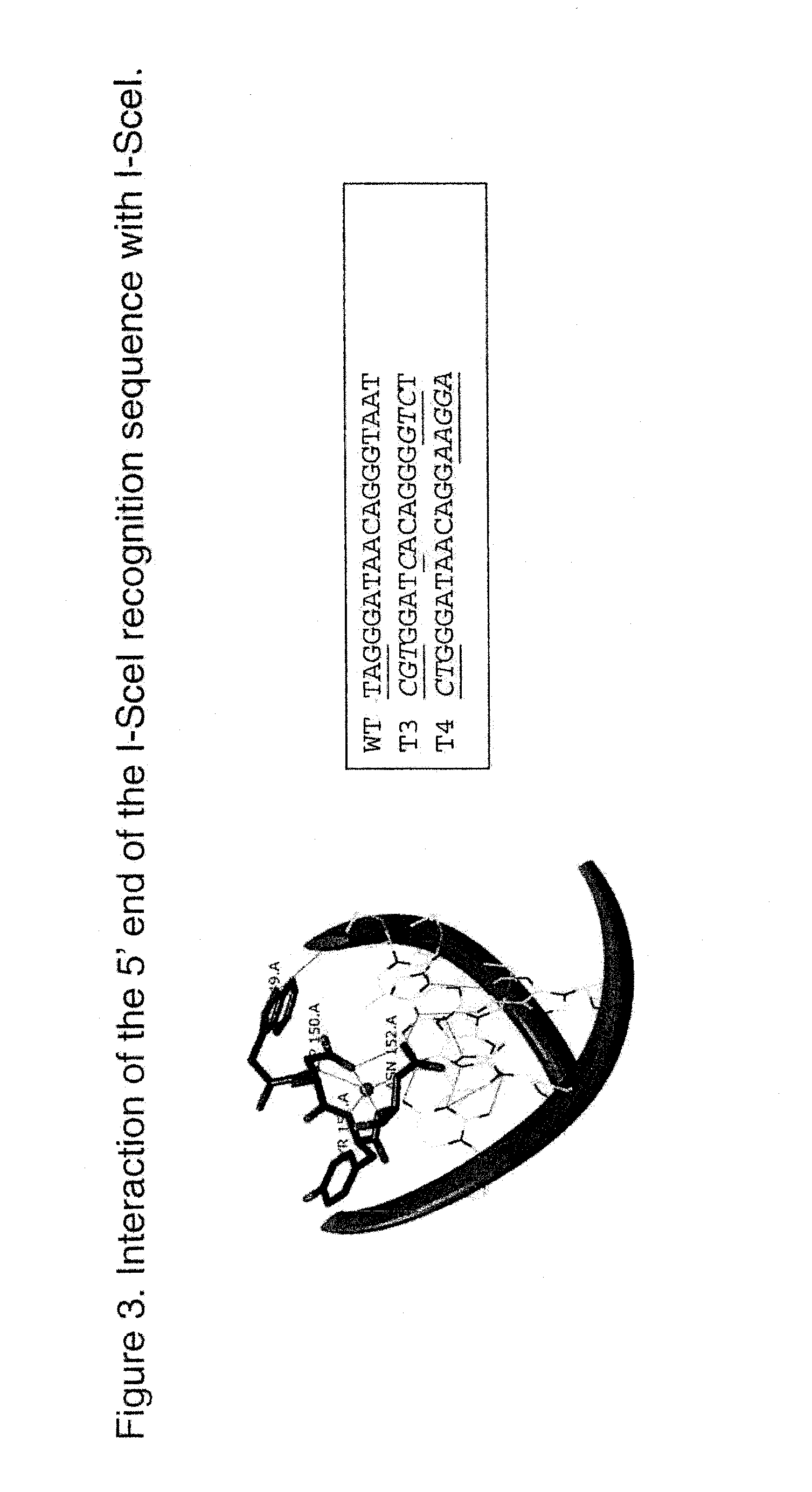 Compositions and Methods for Inhibiting Endogenous Immunoglobulin Genes and Producing Transgenic Human Idiotype Antibodies