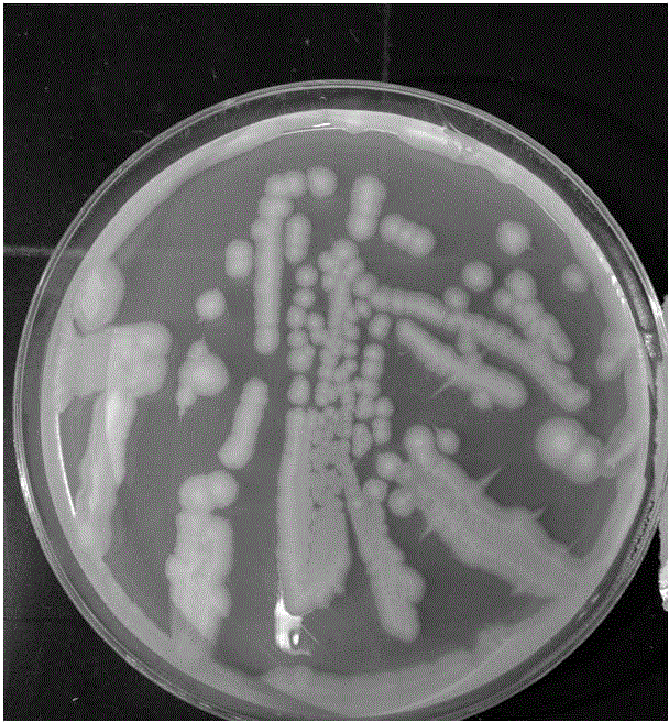 Corn growth-promoting rhizobacteria YM11 and application thereof