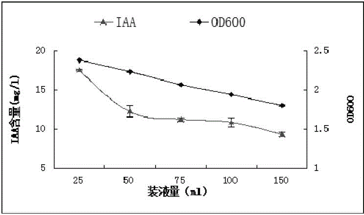 Corn growth-promoting rhizobacteria YM11 and application thereof