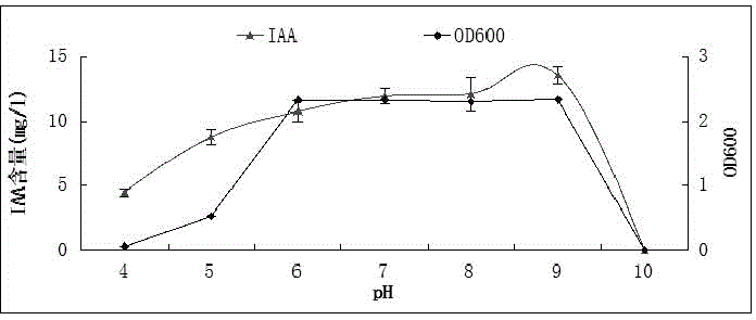 Corn growth-promoting rhizobacteria YM11 and application thereof