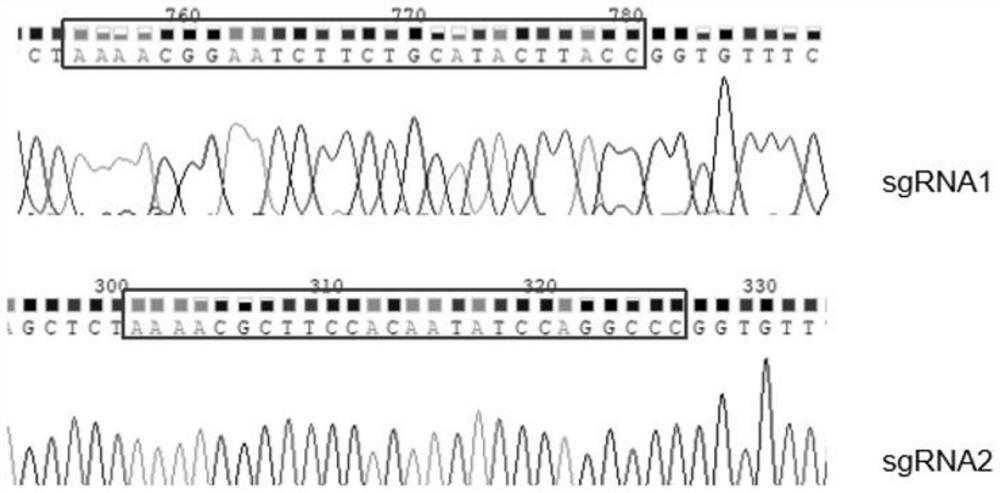 Porcine MLKL gene deletion cell strain capable of promoting proliferation of pseudorabies virus and application of porcine MLKL gene deletion cell strain