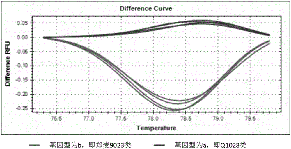 Wheat spike density QTL linked HRM (high resolution melting) molecular marker and application thereof