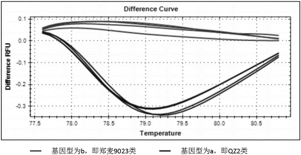 Wheat spike density QTL linked HRM (high resolution melting) molecular marker and application thereof