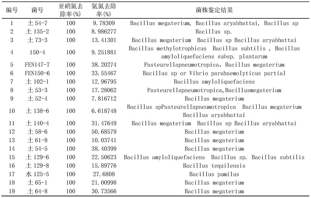 Compound bacterium and application thereof