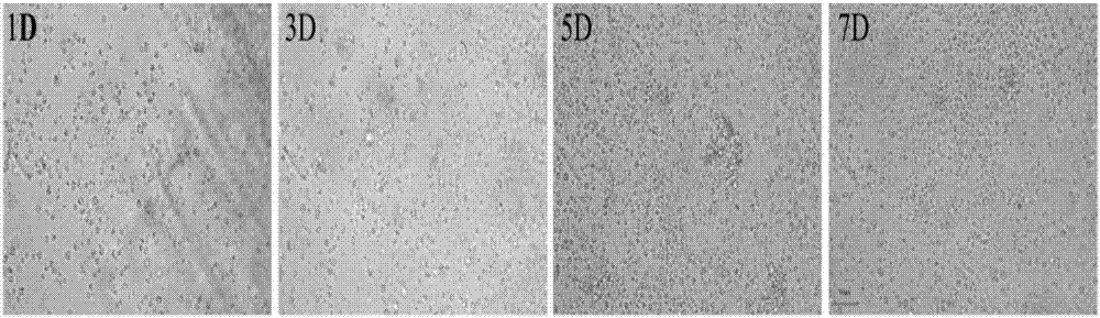 A kit for marine mollusk primary cell separation and culture and uses thereof