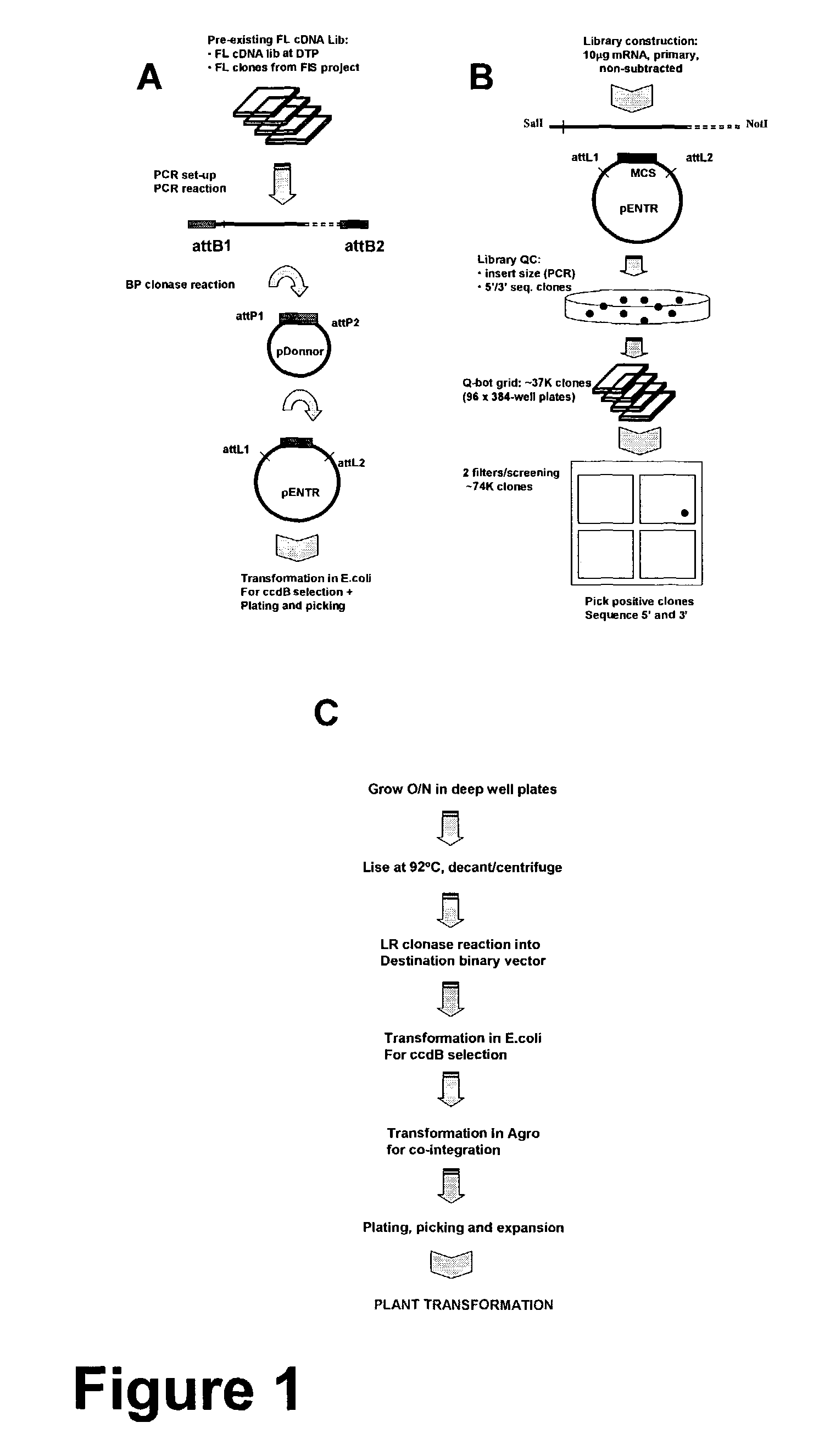 Methods for large scale functional evaluation of nucleotide sequences in plants