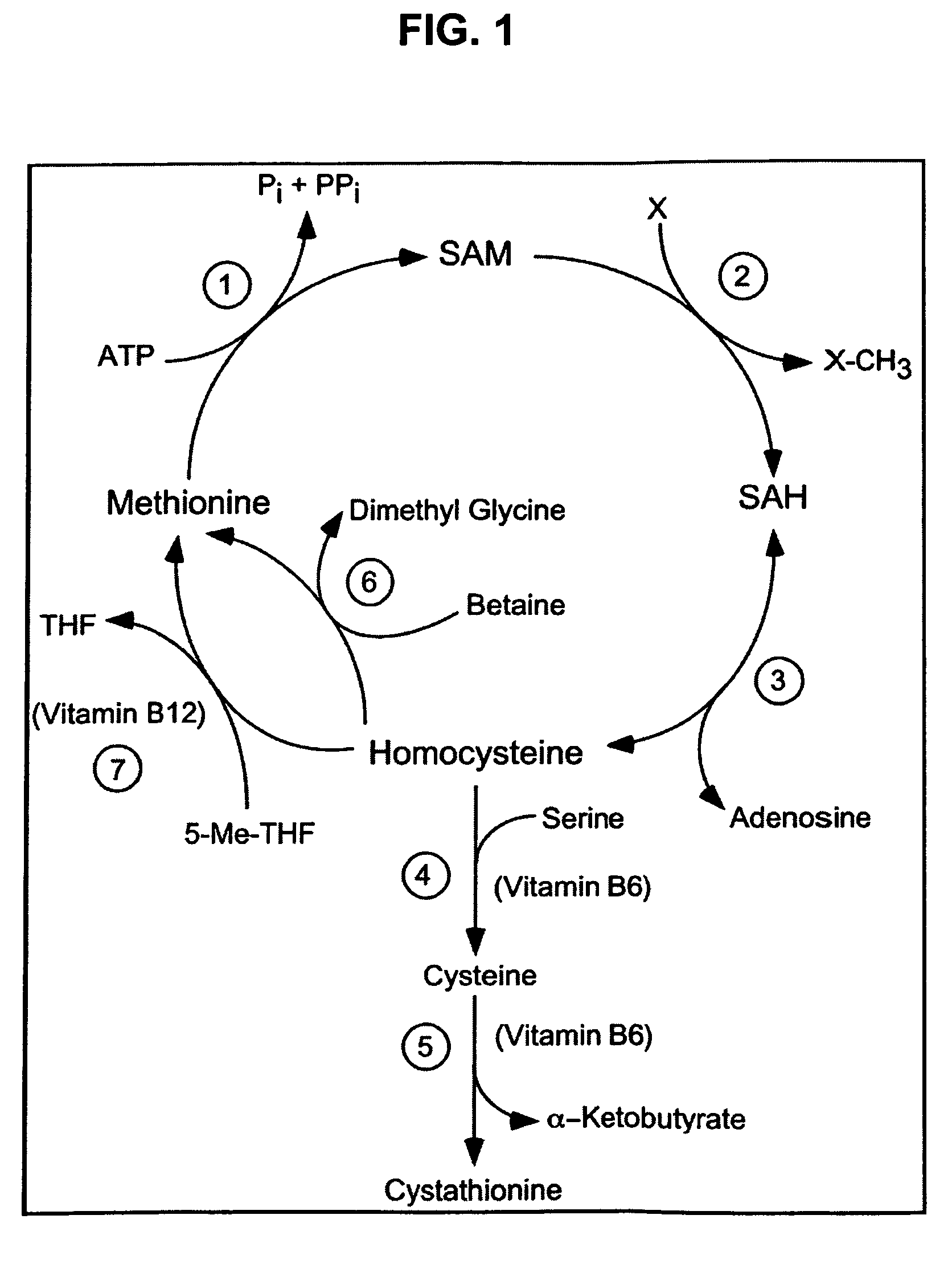 Compositions and methods for enhancing cognitive function