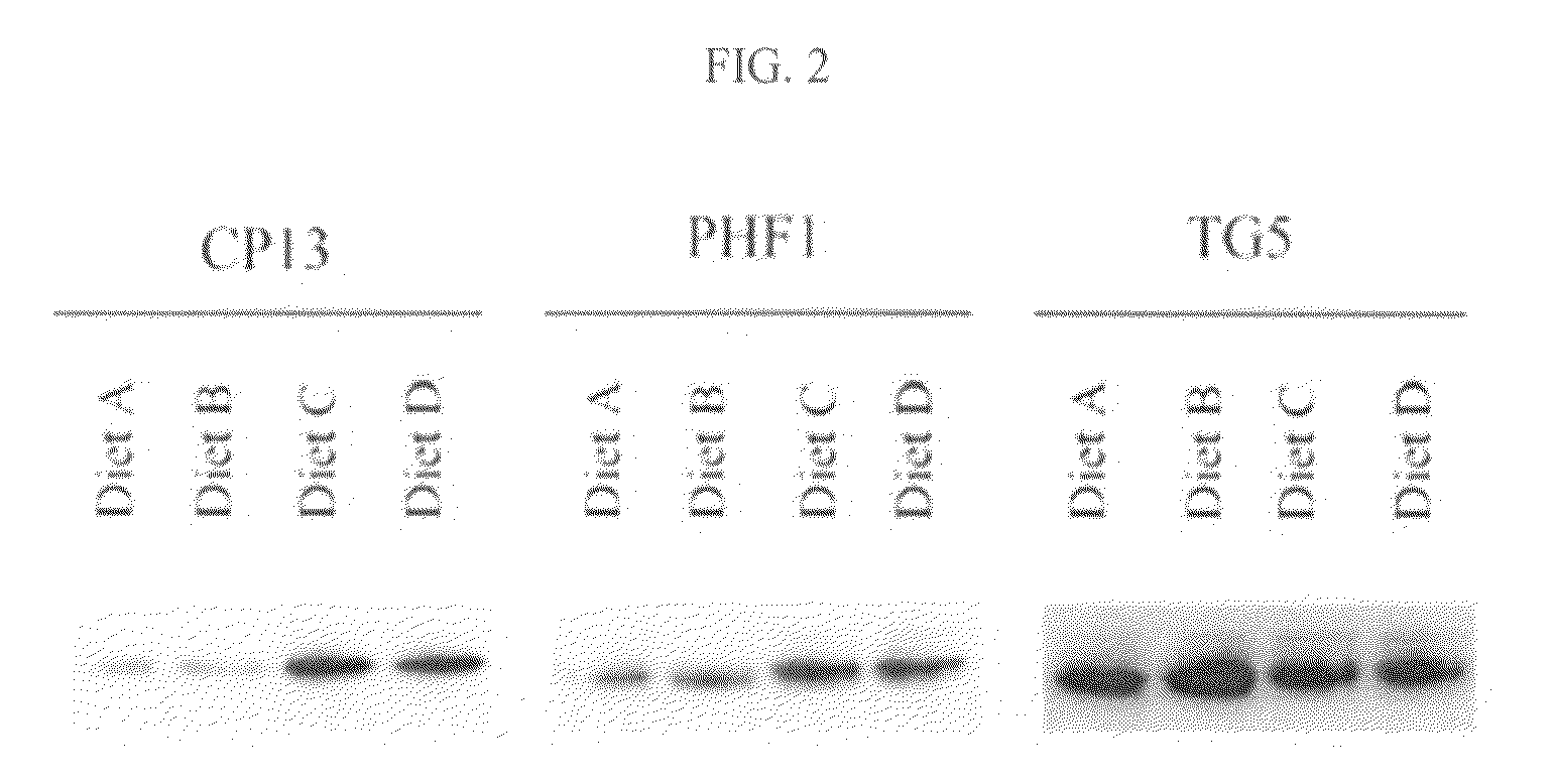 Compositions and methods for enhancing cognitive function