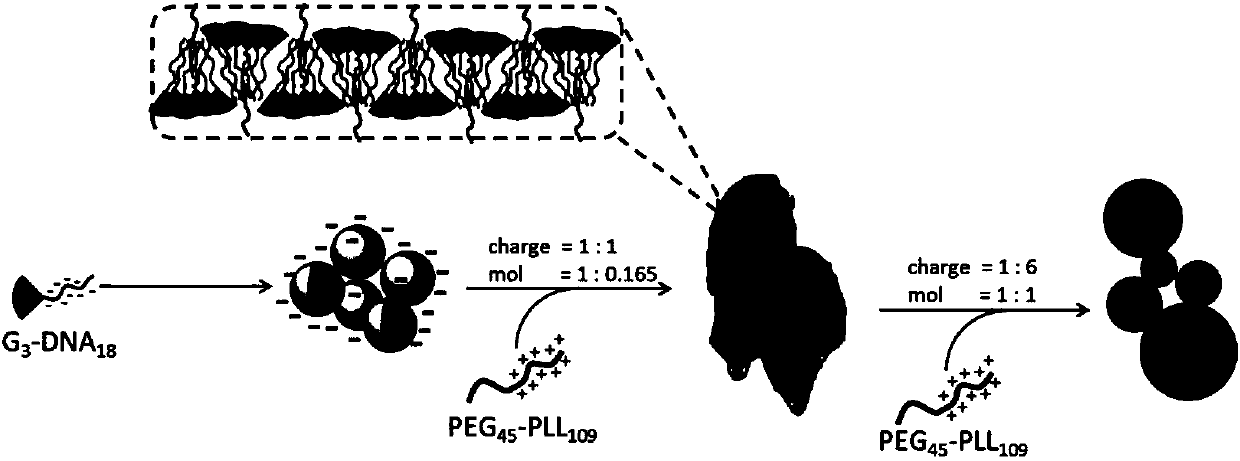 Supramolecular assembly and preparation method and morphological control method thereof