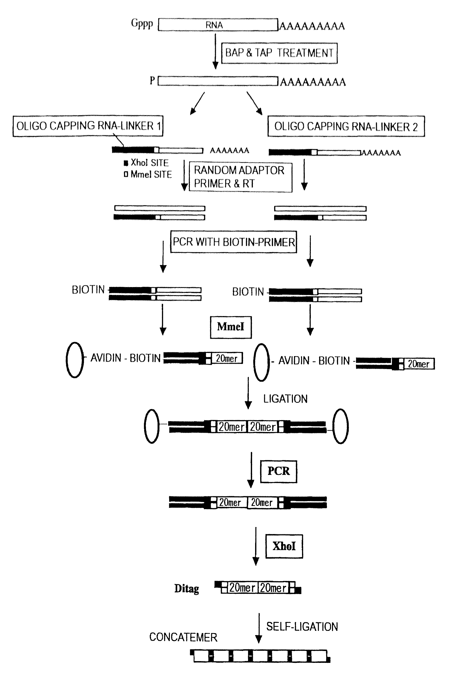 Methods for Obtaining Gene Tags