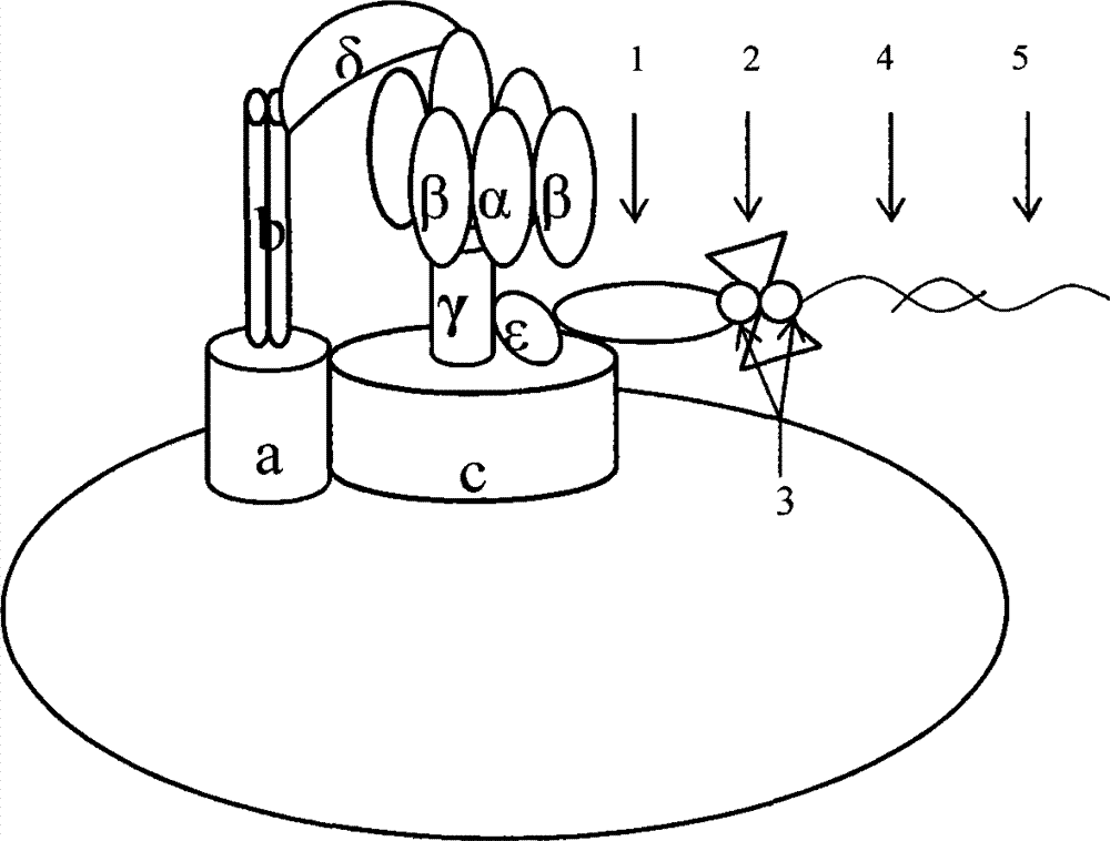 A molecular motor biosensor kit for detecting Enterobacter sakazakii