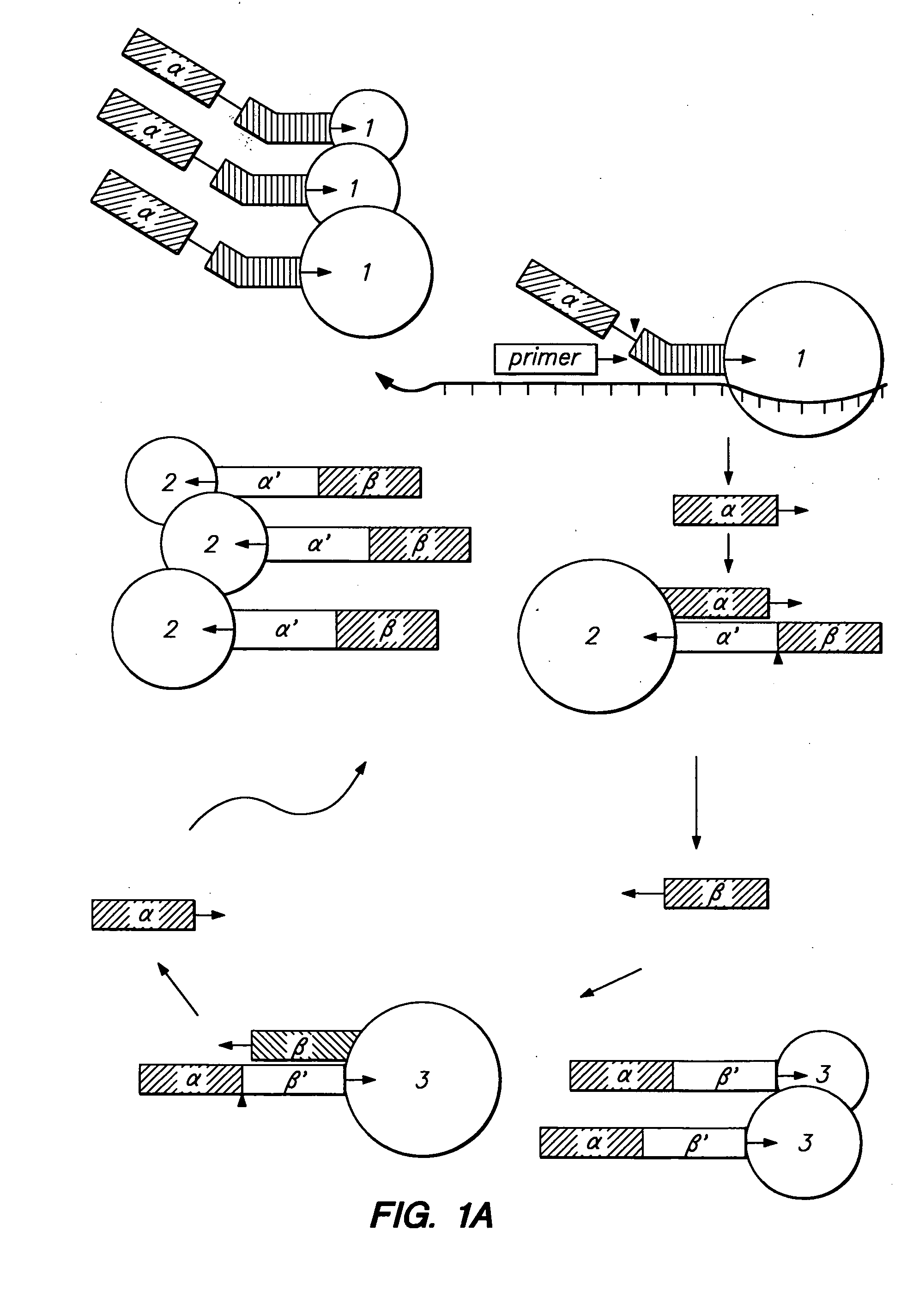 Nucleic acid detection kits