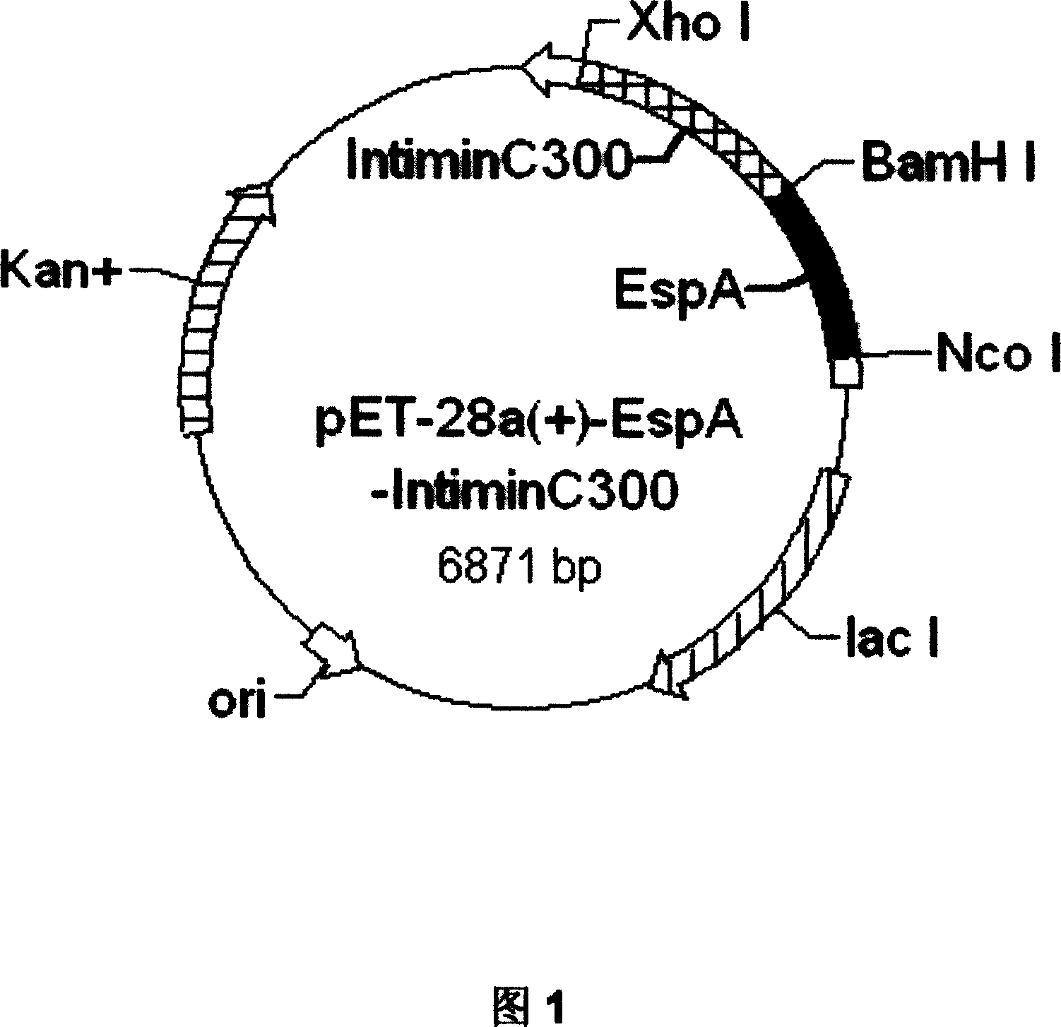 Genetic engineering vaccine of enterohemorrhagic escherichia coli 0157:H7 and the preparing method thereof