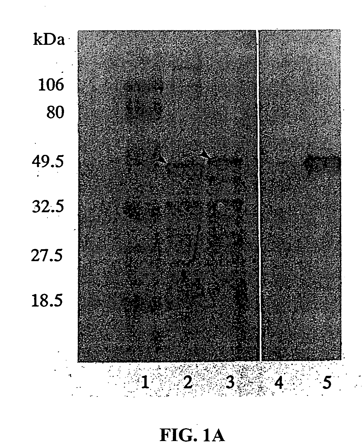 Directed evolution of enzymes and antibodies