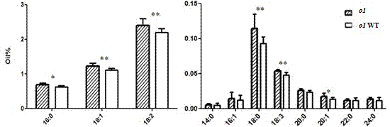 Molecular marker of corn Opaque1 gene and application thereof