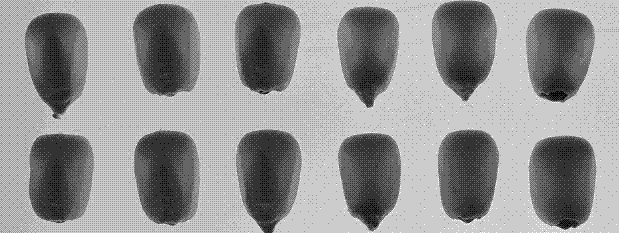 Molecular marker of corn Opaque1 gene and application thereof