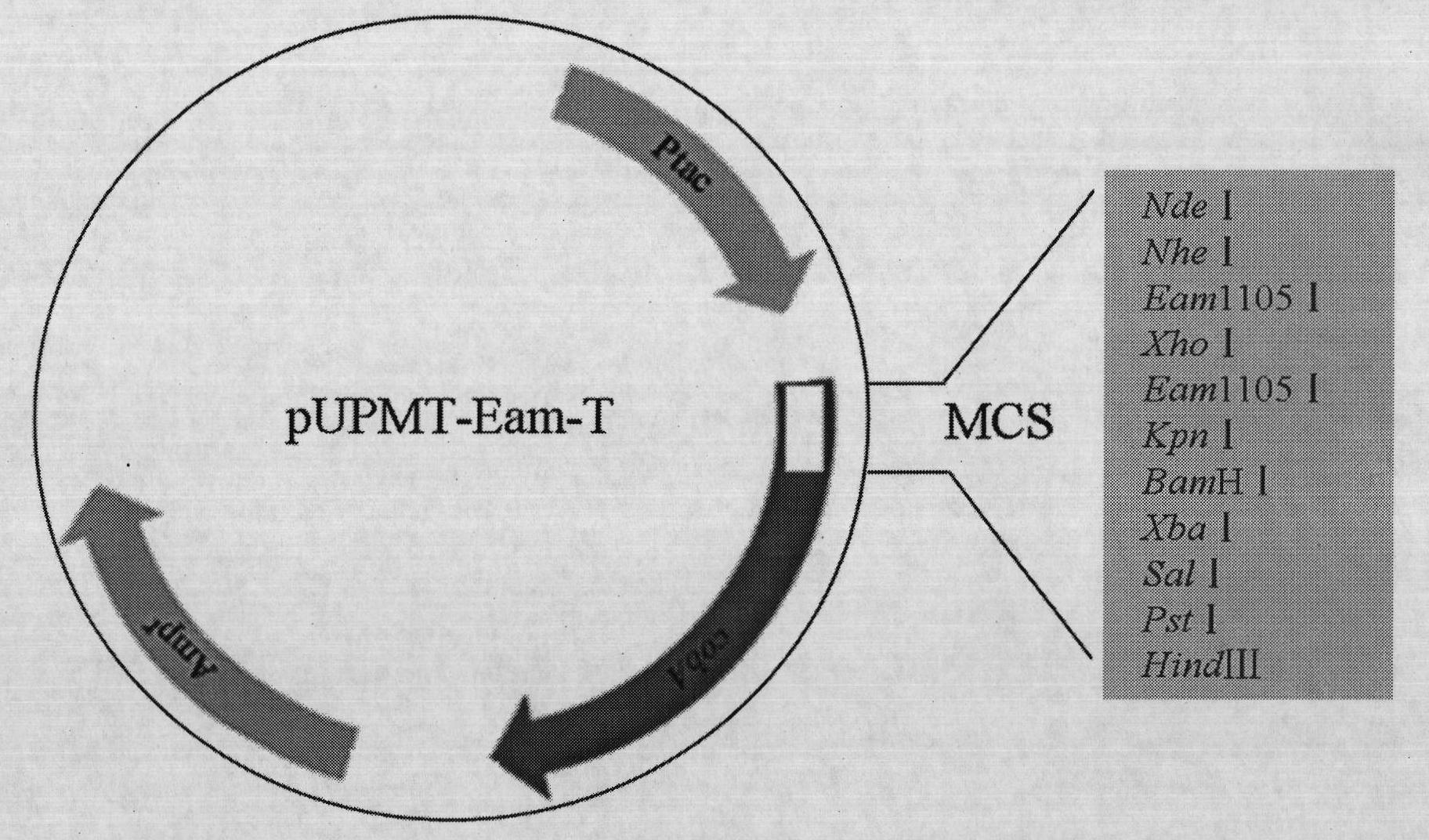 T vector for screening solubility expression of protein and construction method and application thereof