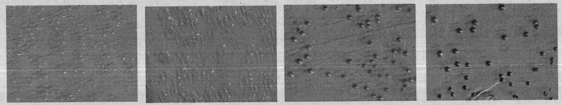 T vector for screening solubility expression of protein and construction method and application thereof