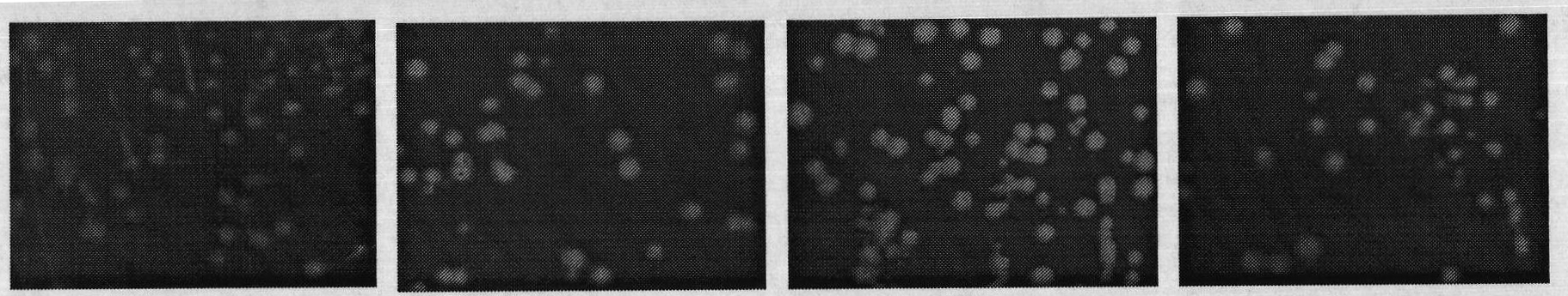 T vector for screening solubility expression of protein and construction method and application thereof