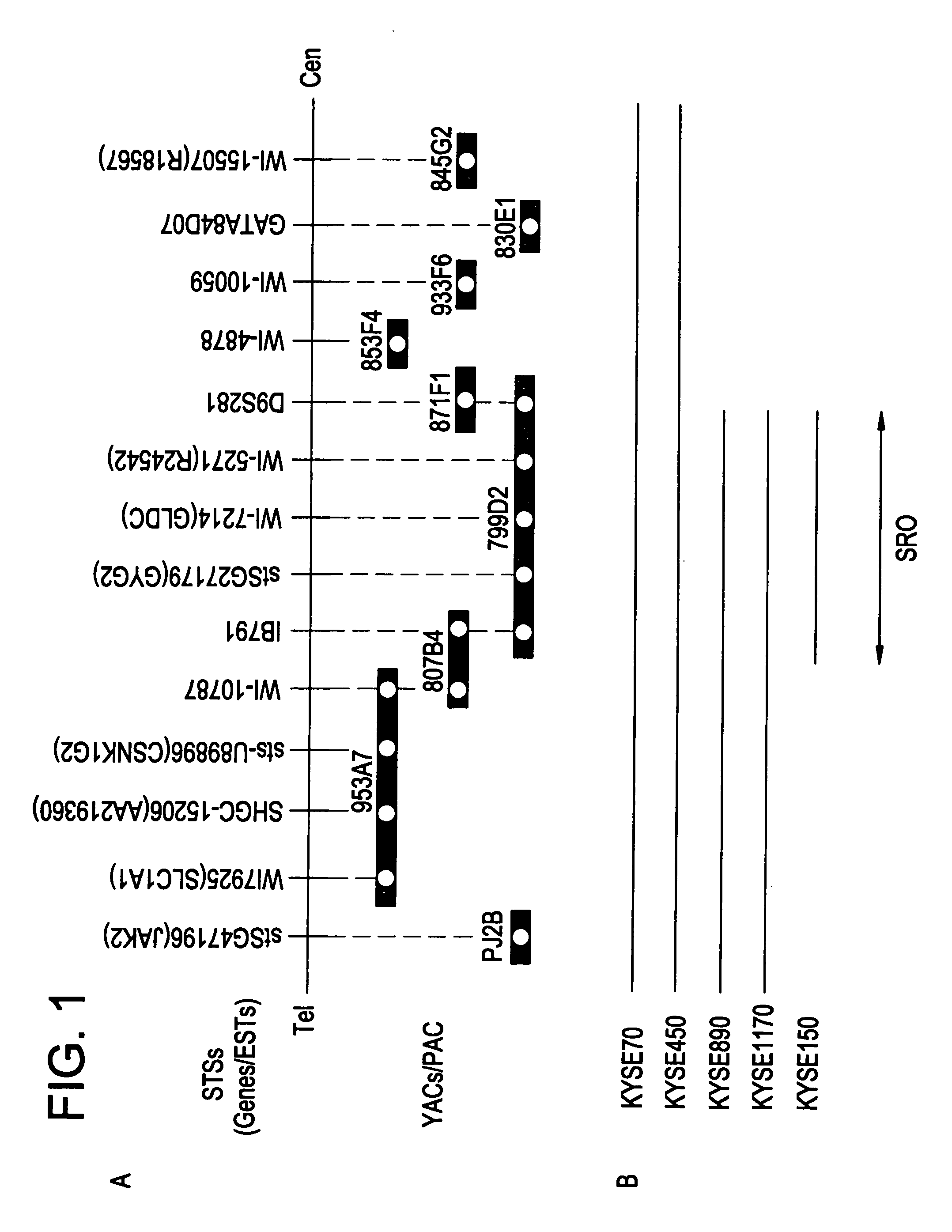 Gasci gene