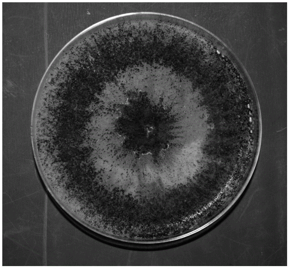 Trichoderma citrinoviride and application thereof