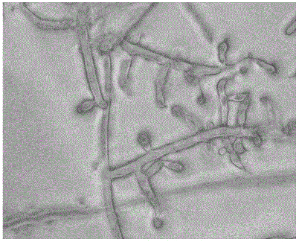 Trichoderma citrinoviride and application thereof